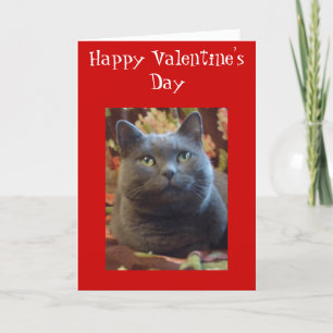 Cartes Pour Fêtes Annuelles Chatouillements