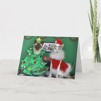 Cartes Pour Fêtes Annuelles Chats de Noël
