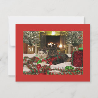 Cartes Pour Fêtes Annuelles Chats de Noël mignons
