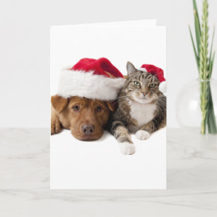 Cadeaux Noel Drole Chien Chat Zazzle Fr