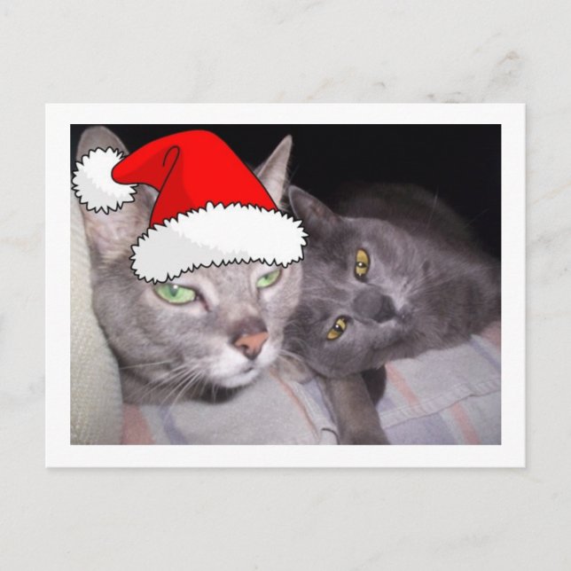 Cartes Pour Fêtes Annuelles Chats gris bleu russe de Noël (Devant)