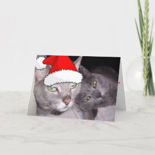 Cartes Pour Fêtes Annuelles Chats gris bleu russe de Noël