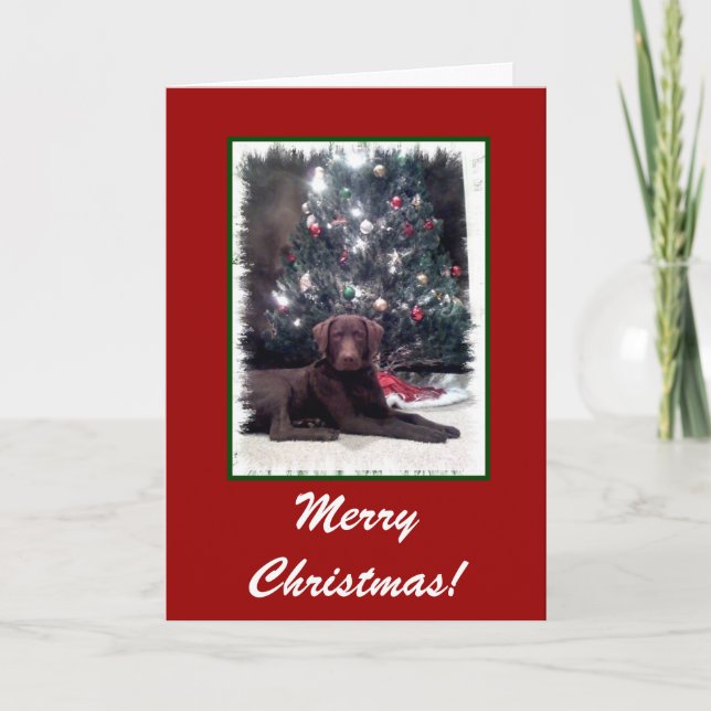 Cartes Pour Fêtes Annuelles Chesapeake Bay Retriever, Joyeux Noël ! (Devant)