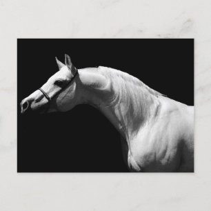 Cartes Pour Fêtes Annuelles Cheval noir et blanc