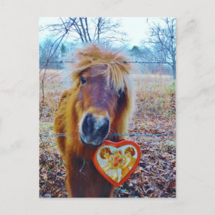 Cartes Pour Fêtes Annuelles Cheval Saint-Valentin