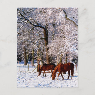 Cartes Pour Fêtes Annuelles Chevaux Thoroughbred en neige