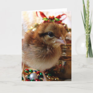 Cartes Pour Fêtes Annuelles Chick de Noël
