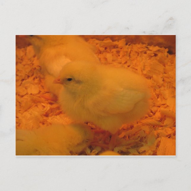 Cartes Pour Fêtes Annuelles Chick de Pâques (Devant)