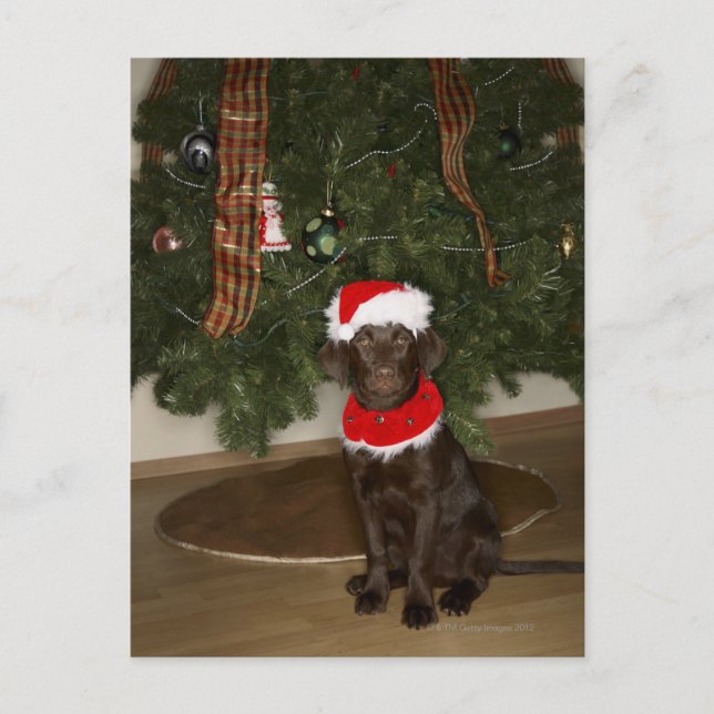 Cartes Pour Fêtes Annuelles Chien assis près d'un sapin de Noël (Devant)