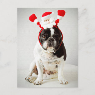 Cartes Pour Fêtes Annuelles Chien avec bandeau père Noël