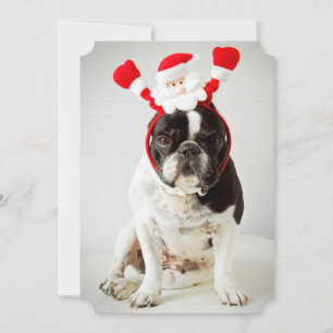 Cartes Pour Fêtes Annuelles Chien avec bandeau père Noël