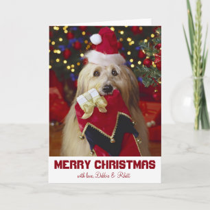 Cartes Pour Fêtes Annuelles Chien avec bas de Noël