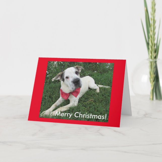 Cartes Pour Fêtes Annuelles Chien blanc (Devant)
