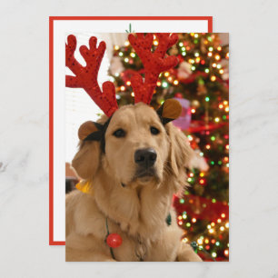 Cartes Pour Fêtes Annuelles Chien Christmas Play Group Fur Friends