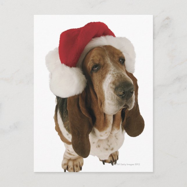 Cartes Pour Fêtes Annuelles Chien de basset dans le casquette de Père Noël (Devant)