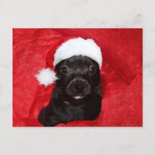 Cartes Pour Fêtes Annuelles Chien de chiot noir Noël
