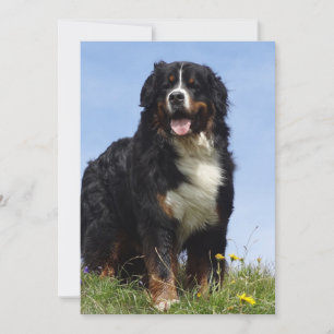 Cartes Pour Fêtes Annuelles chien de montagne bernois complet