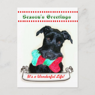 Cartes Pour Fêtes Annuelles Chien de Noël c'est une vie merveilleuse
