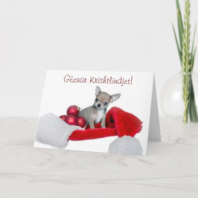 Cartes Pour Fêtes Annuelles Chien de Noël Chihuahua de Gëzuar Krishtlindjet (Devant)