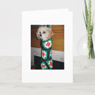 Cartes Pour Fêtes Annuelles Chien de Noël dans le bas
