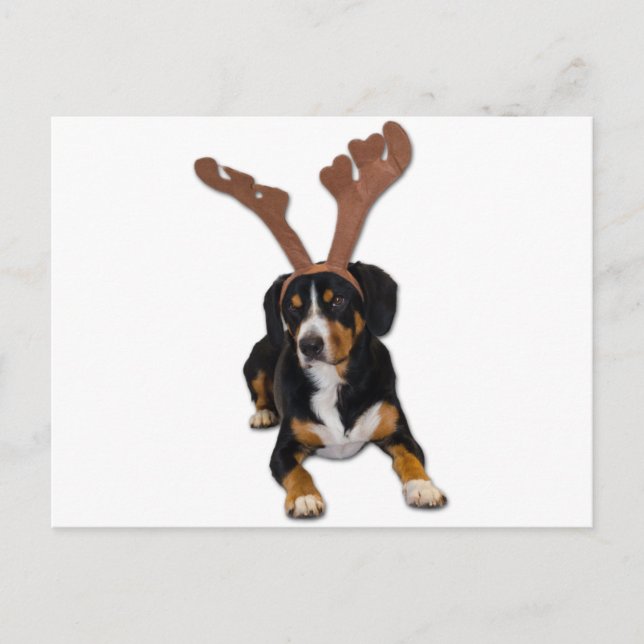 Cartes Pour Fêtes Annuelles Chien de Noël d'Entlebucher (Devant)