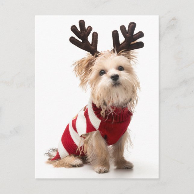 Cartes Pour Fêtes Annuelles Chien de race Morkie aux bois de Noël (Devant)