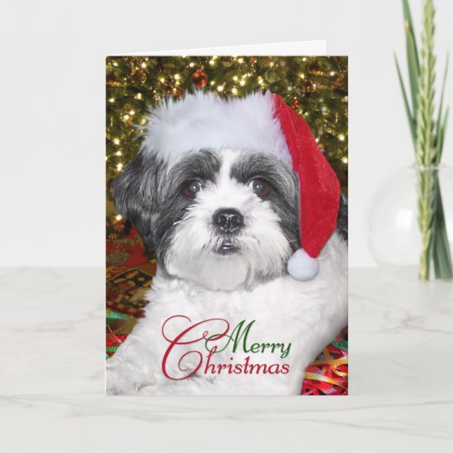 Cartes Pour Fêtes Annuelles Chien de Shih Tzu de Noël (Devant)
