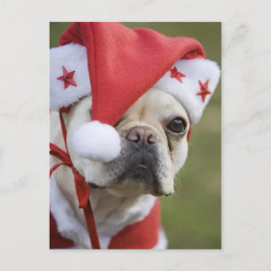Cartes Pour Fêtes Annuelles Chien en costume de vacances