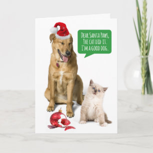 Cartes Pour Fêtes Annuelles Chien Et Chat Drôle Avec Noël Ornement Broken