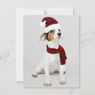 Cartes Pour Fêtes Annuelles Chien Jack Russel portant un chapeau de Père Noël