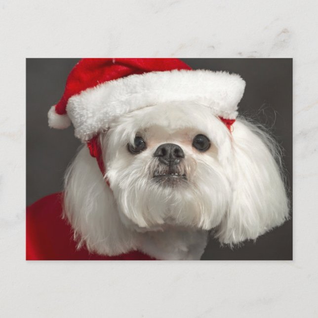 Cartes Pour Fêtes Annuelles Chien maladroit de Père Noël (Devant)