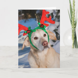 Cartes Pour Fêtes Annuelles Chien portant des Antlers de rennes