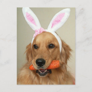 Cartes Pour Fêtes Annuelles Chien retriever d'or avec oreilles de lapin de Pâq