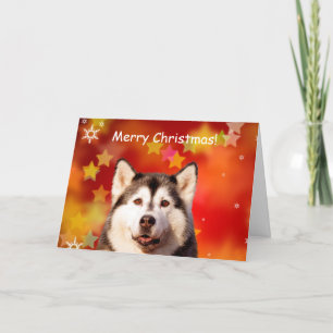 Cartes Pour Fêtes Annuelles Chien sibérien Husky Noël Étoiles Neige Flakes