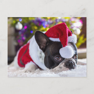 Cartes Pour Fêtes Annuelles Chien-taureau Français À Santa Hat Sous Arbre De N