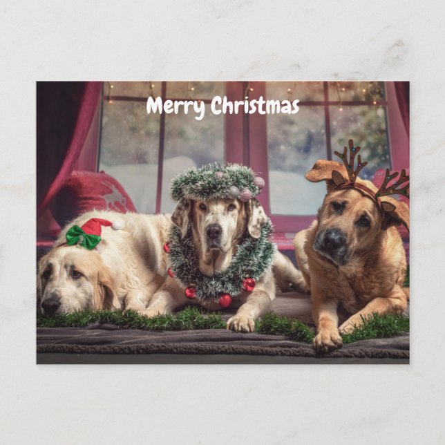 Cartes Pour Fêtes Annuelles Chiens de Noël joyeux (Devant)