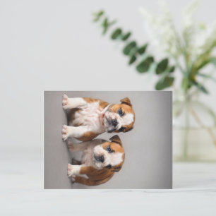 Cartes Pour Fêtes Annuelles Chiens de taupe anglais Couple mou Bulldog