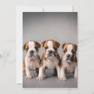Cartes Pour Fêtes Annuelles Chiens de taupe mignons Cadeau Amoureux des chie