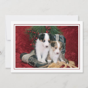 Cartes Pour Fêtes Annuelles Chiens de vacances Shetland Sheepdog Puppies