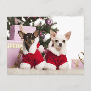 Cartes Pour Fêtes Annuelles Chihuahua Assis Et Portant Un Costume De Noël