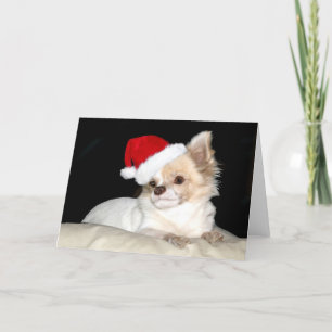 Cartes Pour Fêtes Annuelles Chihuahua dans le chapeau du Père Noël