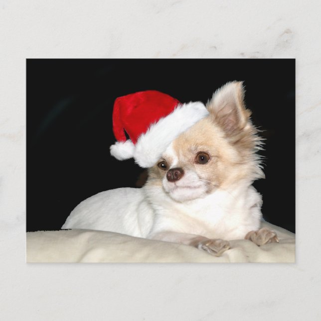 Cartes Pour Fêtes Annuelles Chihuahua dans le chapeau du Père Noël (Devant)