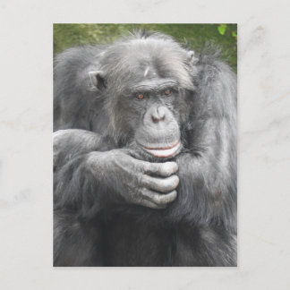 Cartes Pour Fêtes Annuelles Chimpanzé contemporain