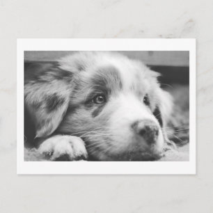 Cartes Pour Fêtes Annuelles chiot berger australien nb