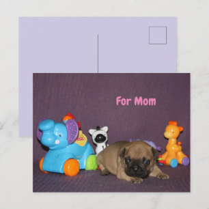 Cartes Pour Fêtes Annuelles chiot bouledogue français