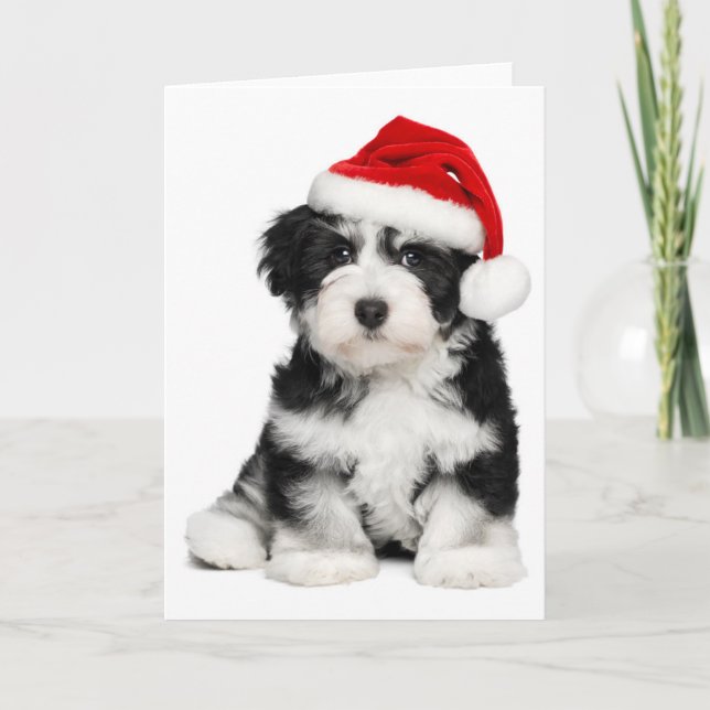 Cartes Pour Fêtes Annuelles Chiot de Havanese de Noël (Devant)