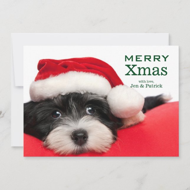 Cartes Pour Fêtes Annuelles Chiot de Havanese de Noël (Devant)