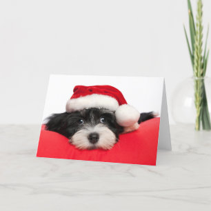 Cartes Pour Fêtes Annuelles Chiot de Havanese de Noël