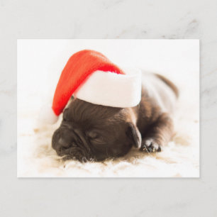 Cartes Pour Fêtes Annuelles Chiot de Noël