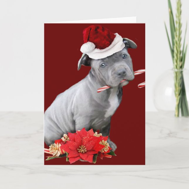 Cartes Pour Fêtes Annuelles Chiot de Noël Pitbull (Devant)